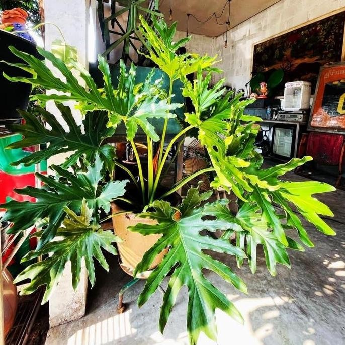 Ready tanaman hias philodendron selloum jumbo besar philo jari ukuran besar