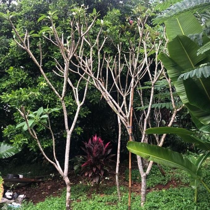 Ready Pohon Kamboja Bali Tinggi 3 - 4 meter