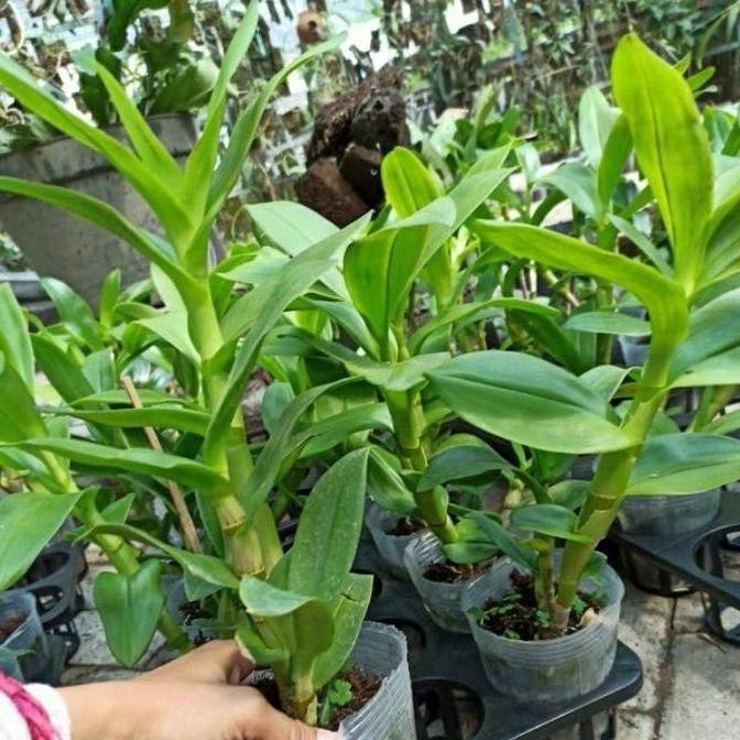Ready anggrek dendrobium bunga larat dewasa