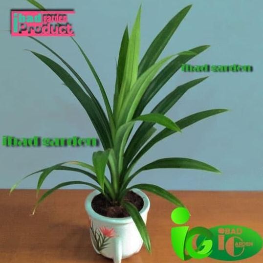 Ready UKURAN BESAR Bibit Pandan Wangi / Daun dari pohonnya bisa di masak
