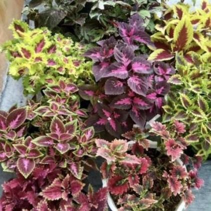 Ready Paket tanaman Hias Miana Premium // Jawer Kotok // Coleus - 6 tanaman