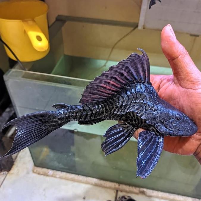 Ikan Sapu-Sapu Hitam Short Body King