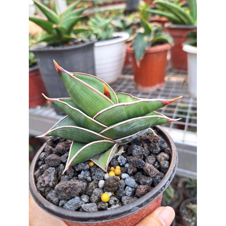 Ready sansevieria rorida / sansivera rorida