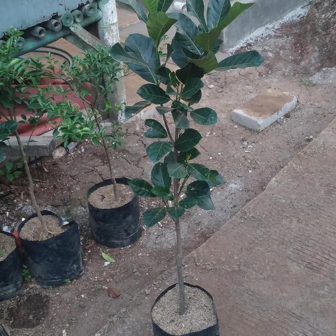 Ready bibit nangka merah tinggi 1 meter  okulasi