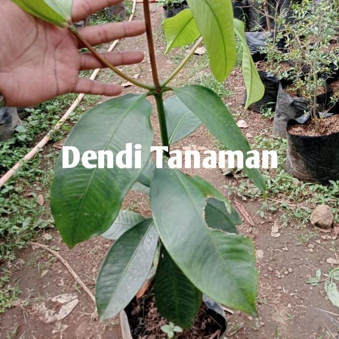 Bibit Pohon Manggis Super / Tanaman Buah Manggis Unggul BISA COD