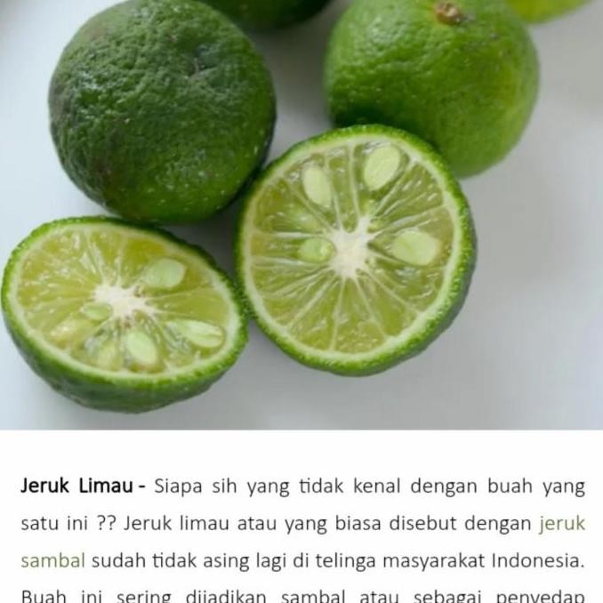 

Bibit Pohon Jeruk Lim / Tanaman Buah Jeruk Lim BISA COD