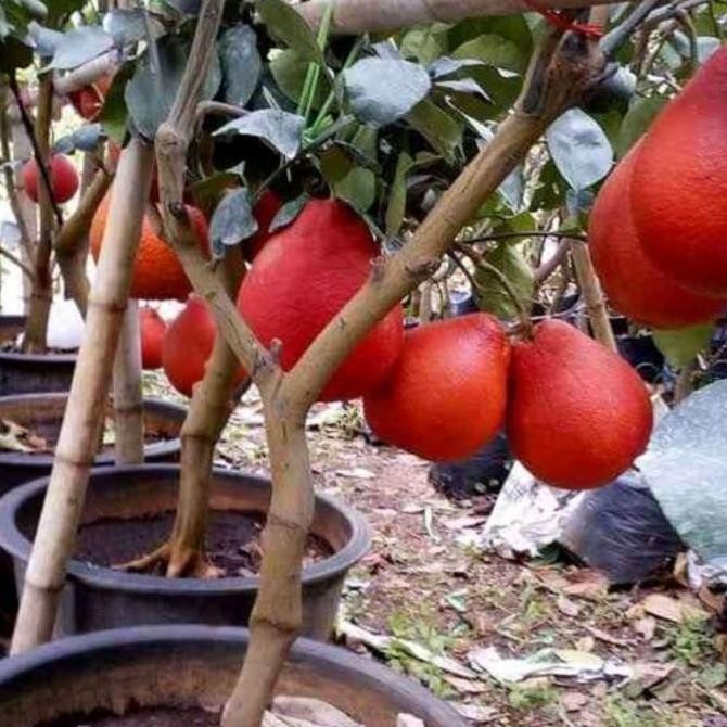 POHON bibit jeruk red pamelo pohon tanaman buah didalam pot BISA COD