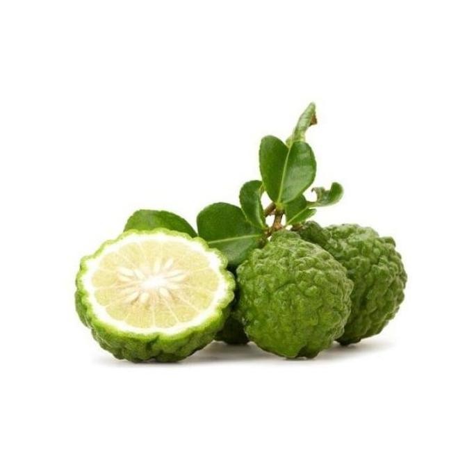 

Bibit Jeruk Purut Tanaman Buah Jeruk Purut Pohon Jeruk Purut Dn BISA COD