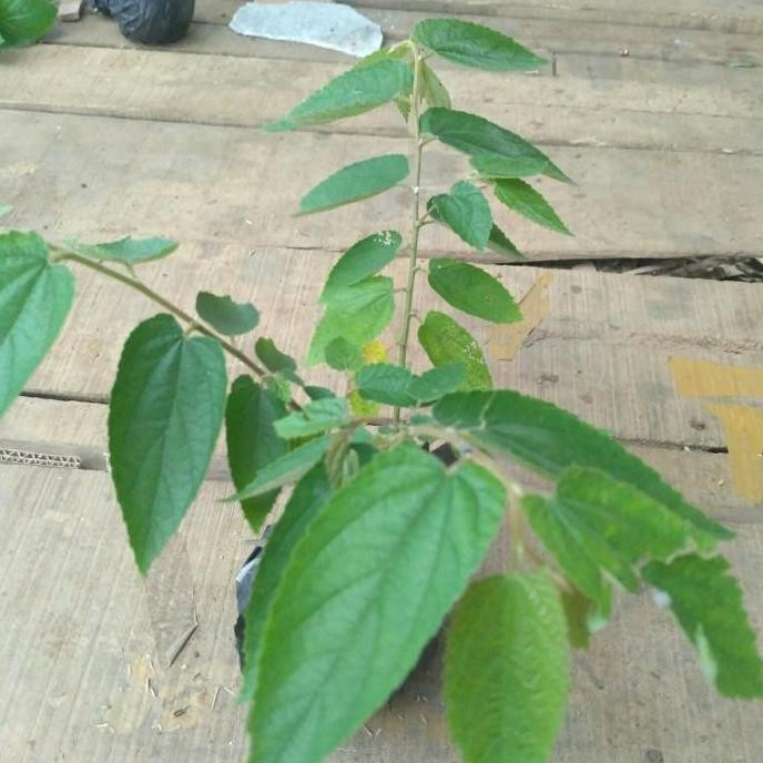 POHON Bibit Pohon Ceri Kersen Tanaman Ceri Talok Buah Ceri Seri BISA COD