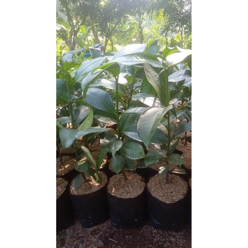 Bibit Buah Pohon Manggis BISA COD