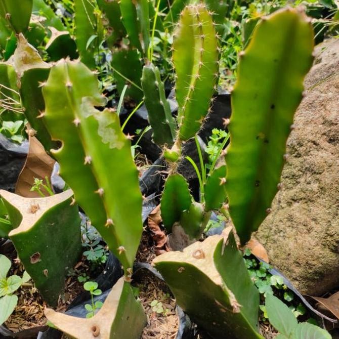 Bibit Tanaman Buah Naga Merah Super - pohon buah naga jumbo BISA COD