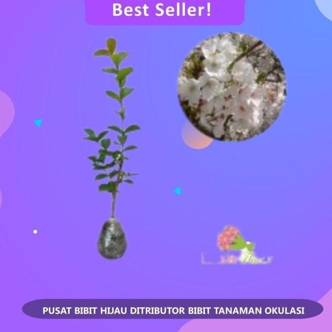 POHON Bibit Buah Tanaman sakura asli jepang Okulasi Cepat Berbuah BISA COD