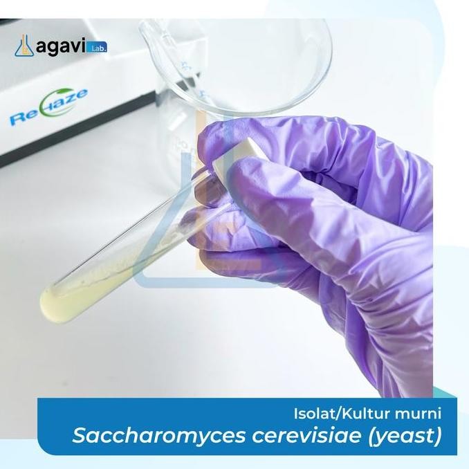 Isolat Kultur Murni Kapang Saccharomyces Cerevisiae