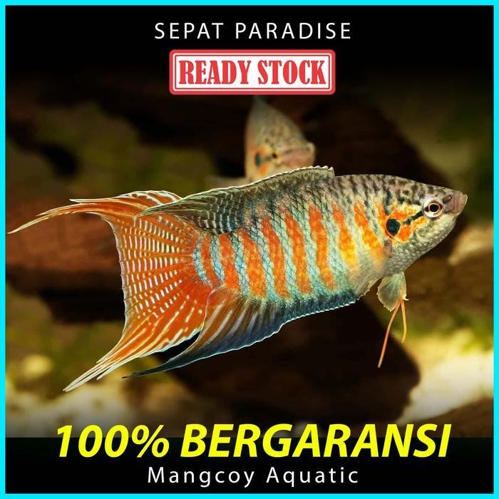 AL Ikan Sepat Paradise - Ikan Hias Aquarium / Aquascape
