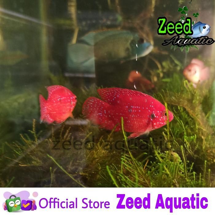 AL ikan hias Red Jewel Cichlid balon
