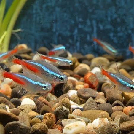 AL ikan neon tetra cardinal XL PAKET 10 EKOR (IKAN HIAS AQUASCAPE)