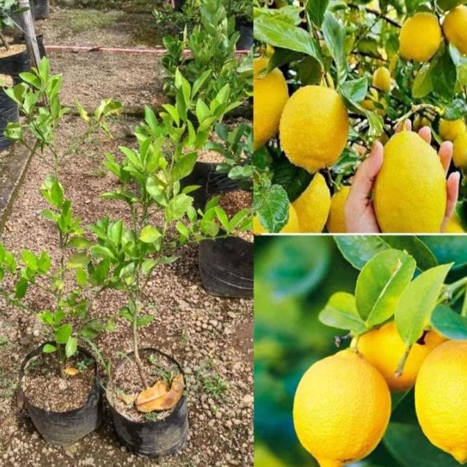 pohon buah jeruk lemon / pohon jeruk nipis Tanaman buah
