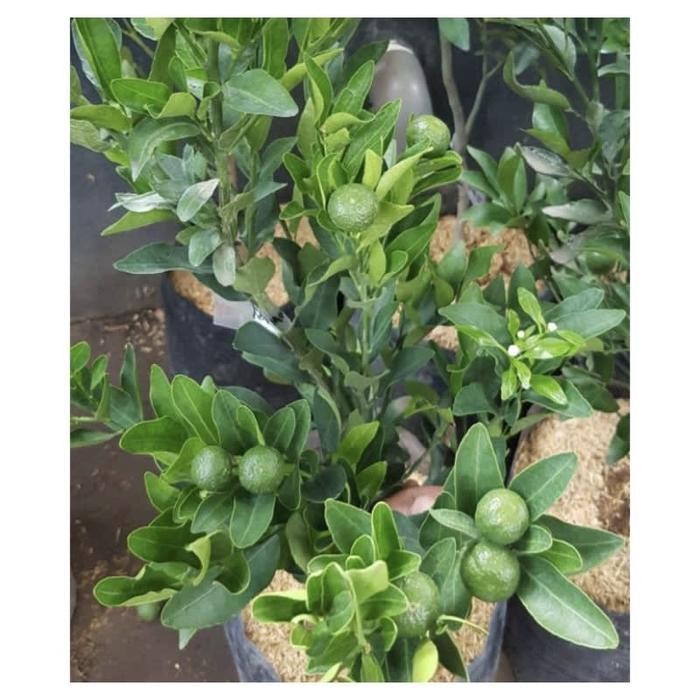 

Berbuah Jeruk Santang Madu (Tinggal Tunggu Matang)