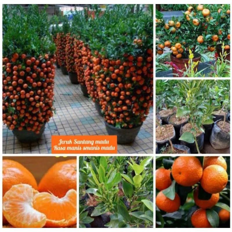 

Bibit Jeruk Santang Madu Berbuah Rasa Manis