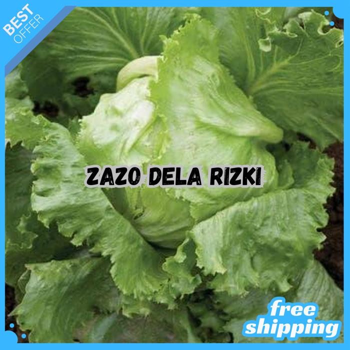 BENIH SELADA GEORGIA HEAD LETTUCE (10 GR) - KNOWN YOU SEED BY ZAZODELARIZKI