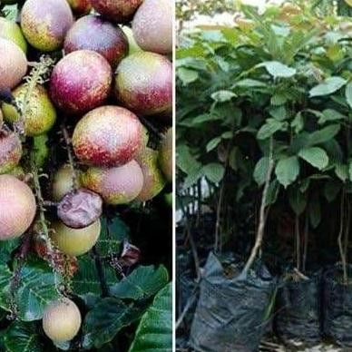 Bibit Matoa Pohon Matoa Bibit Buah Matoa Tanaman Matoa BARANG SUPER