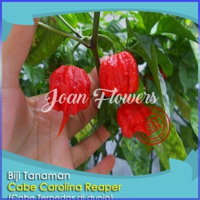 Bibit Tanaman Cabe Carolina Reaper Cabe Bibit Tanaman Hias terbaru