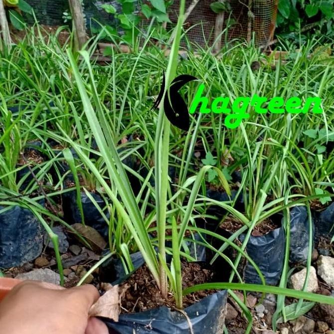 bibit tanaman bunga sedap malam BARANG SUPER