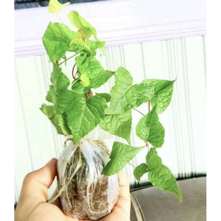 Tanaman Hias Bunga Air Mata Pengantin Bibit Pohon Rambat Pink terbaru