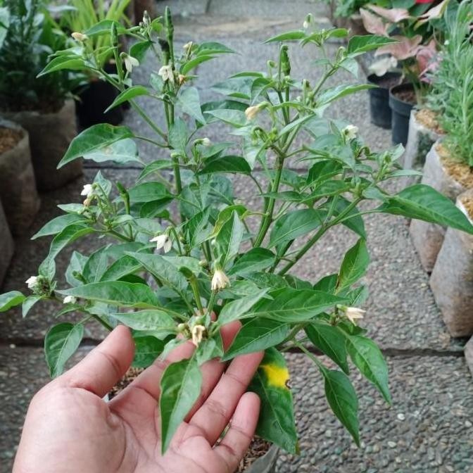 Tanaman Cengek, bibit pohon cengek ISTIMEWA