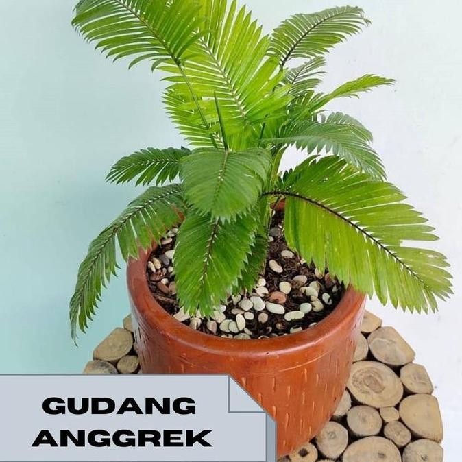 bibit palem rotan tanaman hias rotan BARANG SUPER
