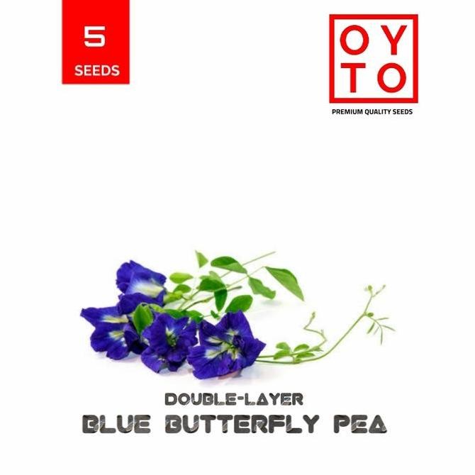 BUNGA TELANG TUMPUK BIBIT BUNGA TANAMAN terbaru