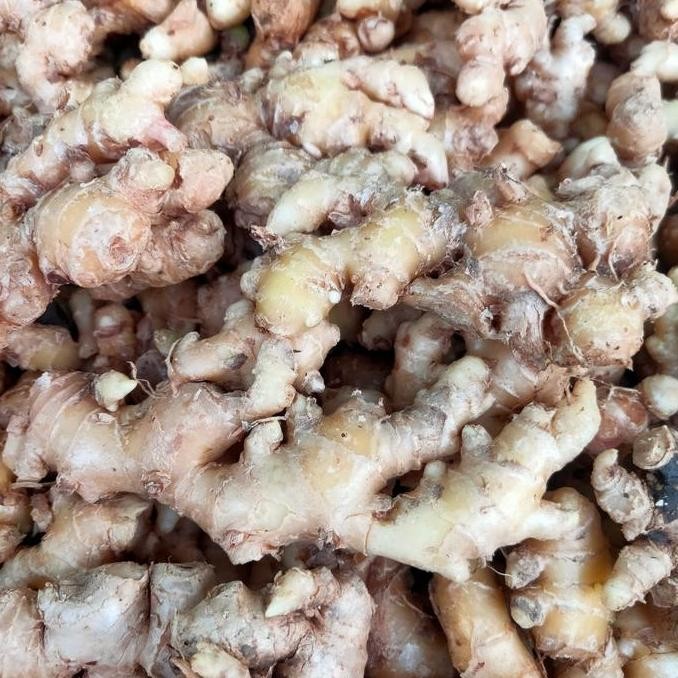 

Diskon! Jahe Emprit Besar 1Kg / Jahe Kering Sudah Dicuci Bersih Siap Masak