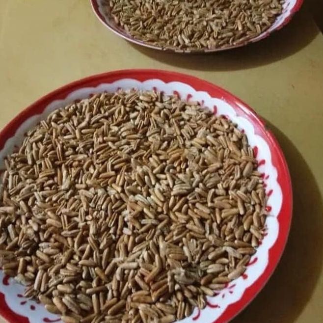 Ju4L Bibit Kurma H1 Orinal Thailand Buah Merah PREMIUM