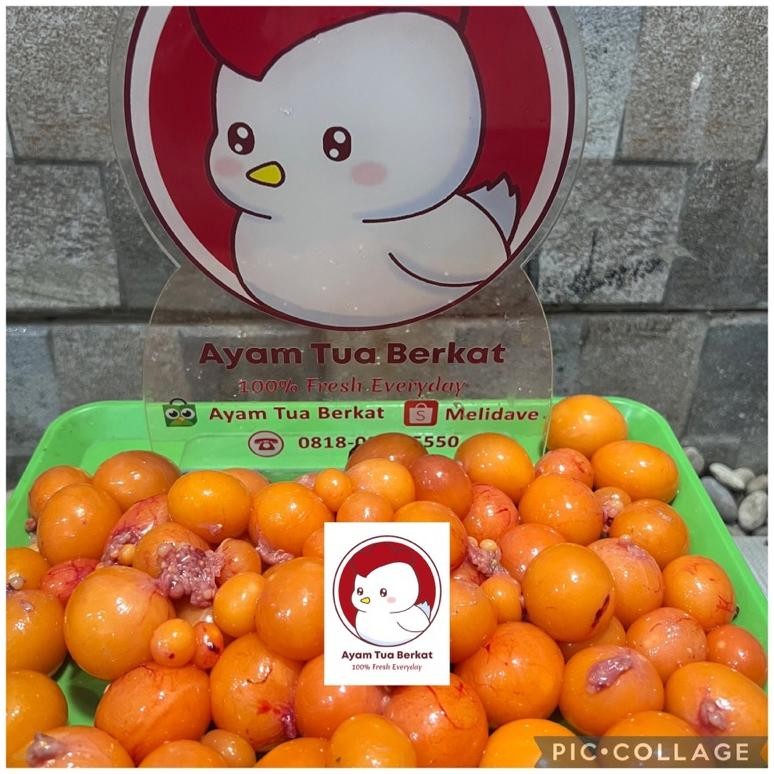 

Telor Muda Ayam Tua Uritan Mancing Endok Telur Umpan Galatama aSt