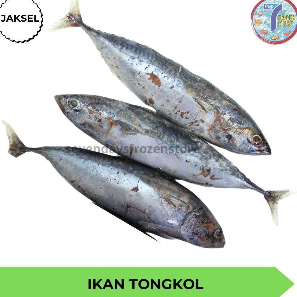 

Ikan Tongkol Beku Kapal Frozen aSt