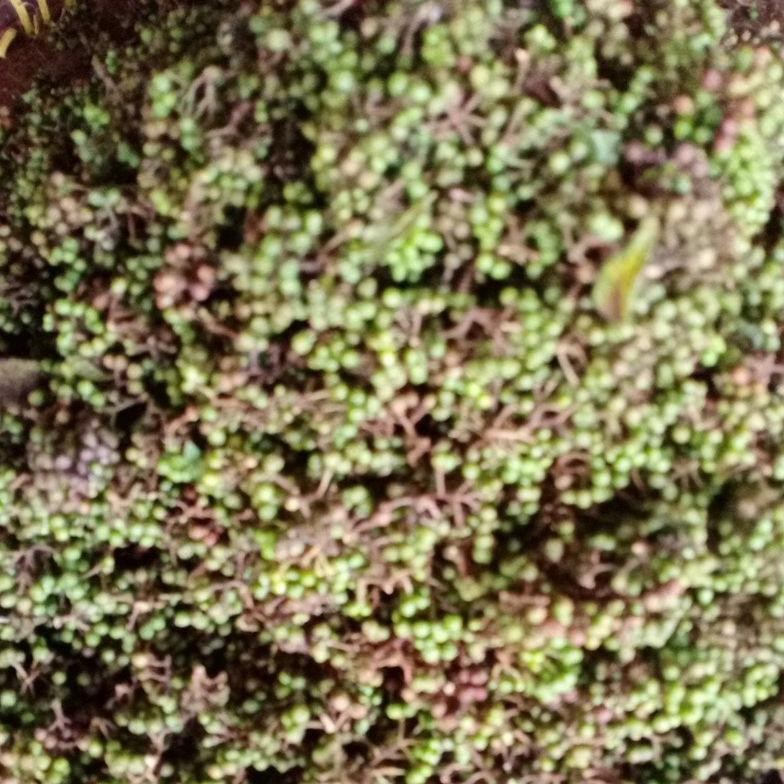 

Andaliman/ Bumbu Andaliman Khas Medan 250 gram aSt