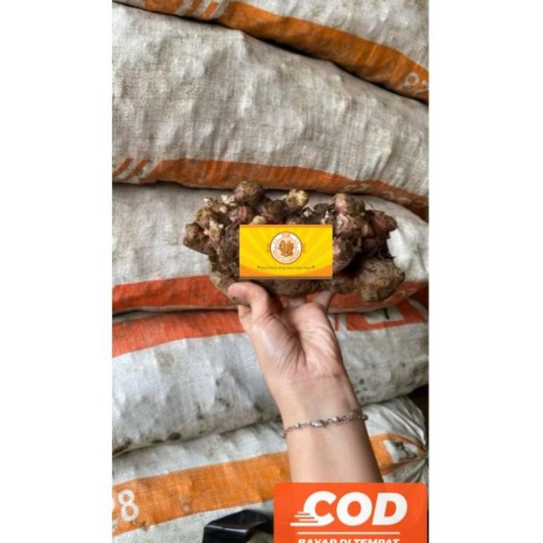 

Jahe Merah Medan Segar 10KG+ Grosir aSt