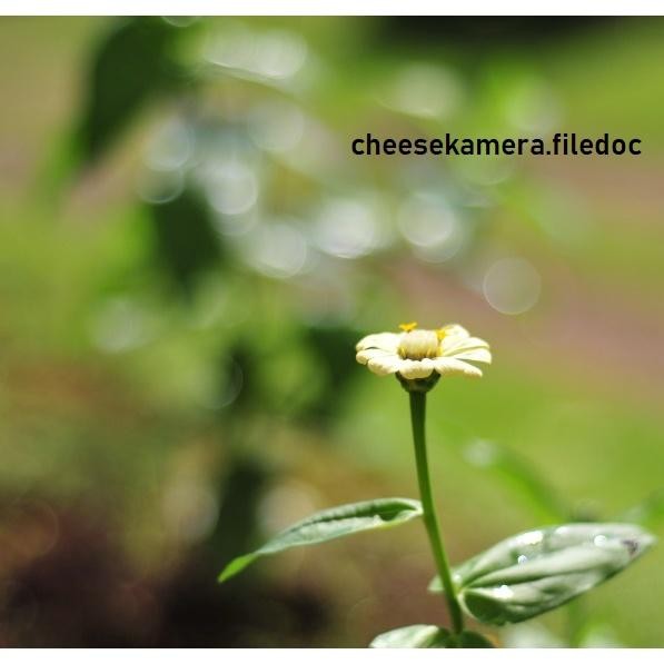 Sv [Paket Bokeh] Canon M3 Lensa Fix 50Mm Yongnuo Bisa Autofokus Hasil Bokeh Juara