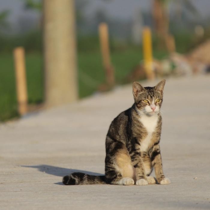 Sv Lensa Tamron For Canon 70-300Mm Di Ld Lensa Tele Canon Super Mulus