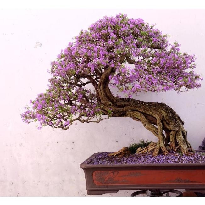 Biji Benih Tanaman Bunga Jacaranda Ungu Mimosifolia Tree 20 Biji
