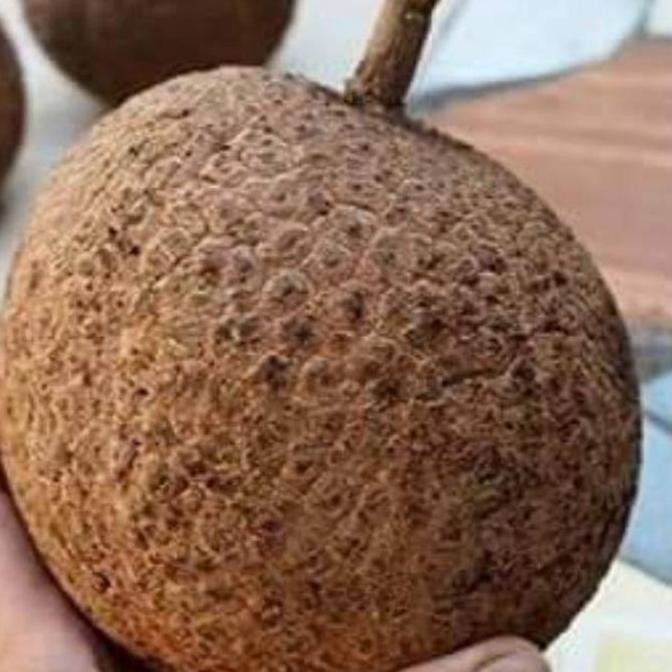 bibit tanaman buah durian gundul pohon durian gundul hasil okulasi PREMIUM