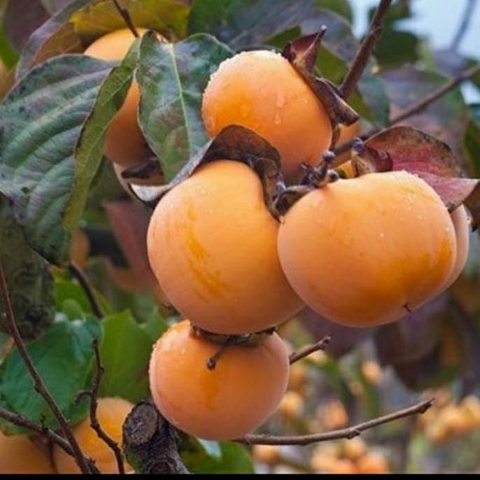 PREMIUM Bibit Buah Kesemek Persimmon Import Zealand