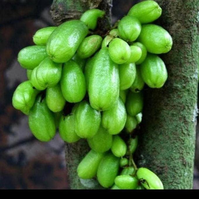 Bibit Tanaman Belimbing Wuluh/ Tanaman Buah Belimbing Wuluh PREMIUM
