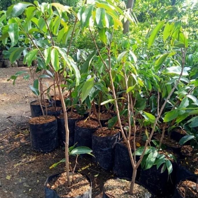 bibit tanaman buah leci merah berbunga PREMIUM