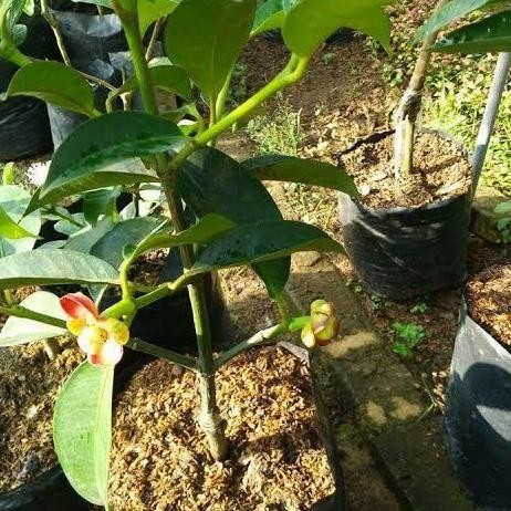 PREMIUM Bibit Manggis Sudah Berbuah Stek Okulasi | Bibit Buah Manggis Unggul