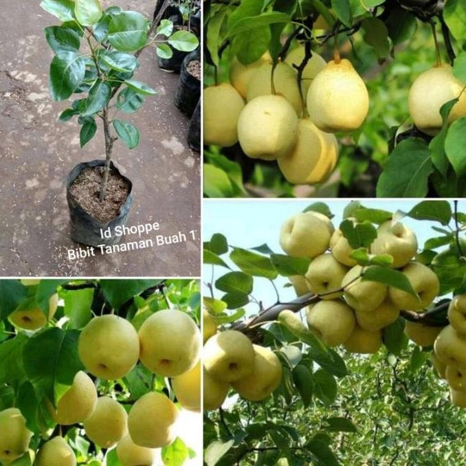 Bibit Pohon Buah Pir Asia Okulasi Cepat Berbuah Siap Tanam PREMIUM