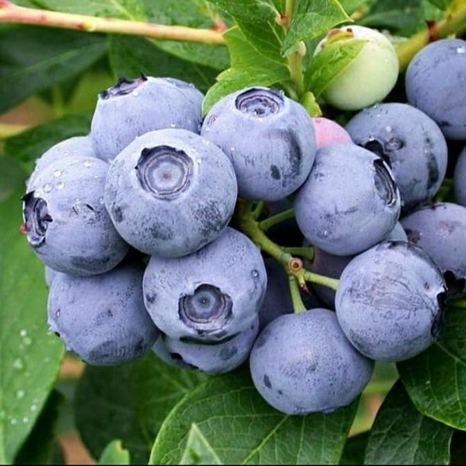 PREMIUM Bibit Tanaman Buah Blueberry/ Jamfruit