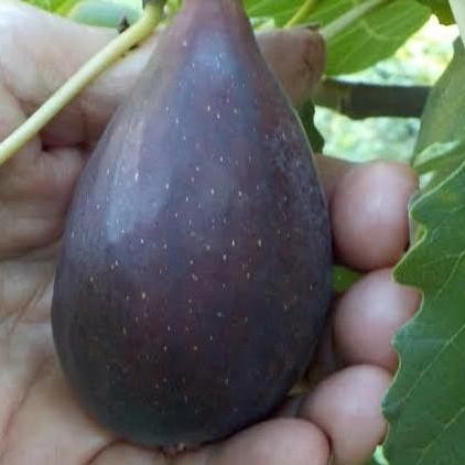 PREMIUM bibit tin/buah tin jenis BLACK MISSION fresh cangkok