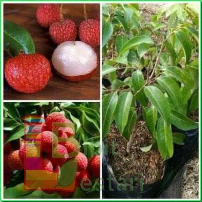 Bibit Leci Merah / Bibit Buah Super / Taman Bibit Leci PREMIUM