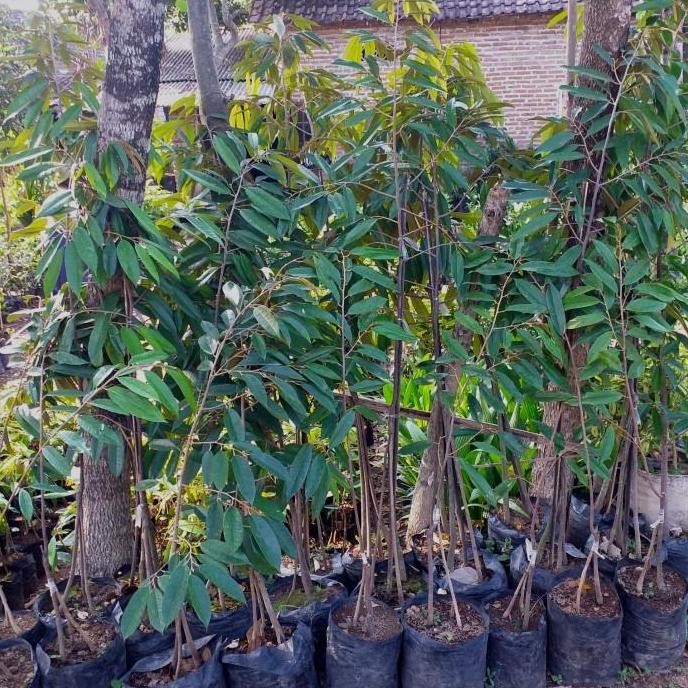Bibit Tanaman Buah Durian Ochee Duri Hitam Kaki 3 Tinggi 1 Meter Lebih PREMIUM